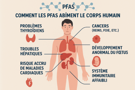 Comment les PFAS, affectent le corps